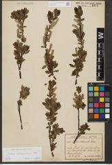 Foto von Salix waldsteiniana Willd.